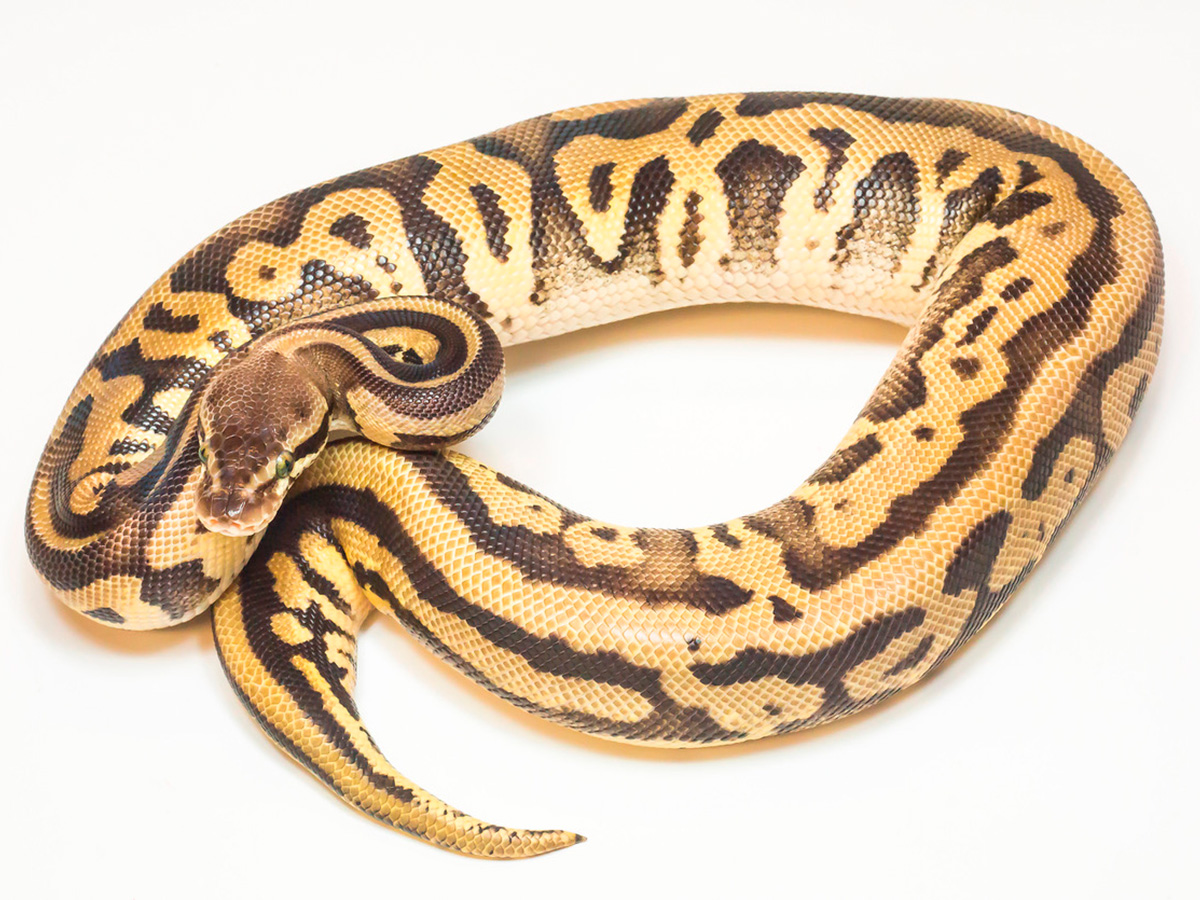 Leopard Pastel Phantom