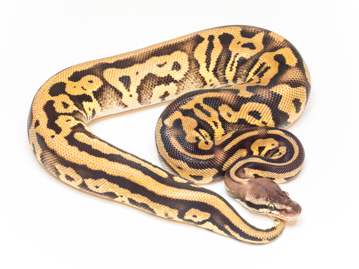 Leopard Pastel Phantom