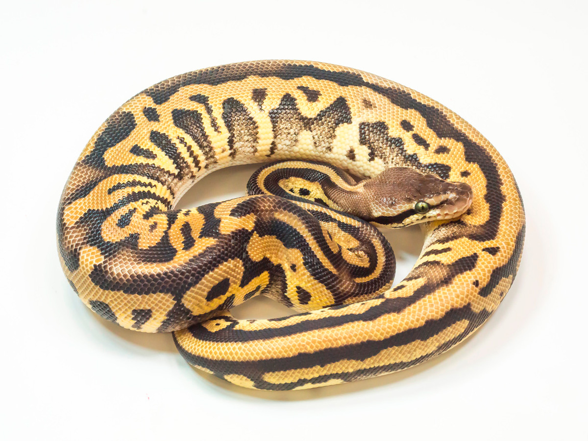 Leopard Pastel Phantom