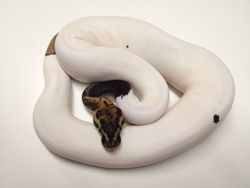 Leopard Pastel Pied