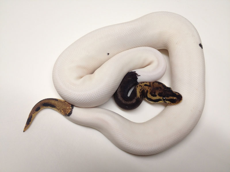 Leopard Pastel Pied