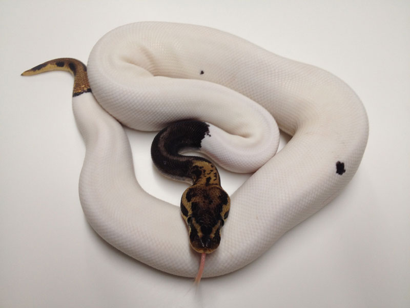 Leopard Pastel Pied