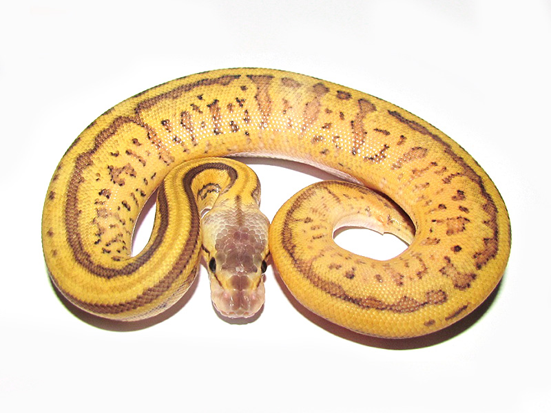 Leopard Pastel Pinstripe Yellow Belly