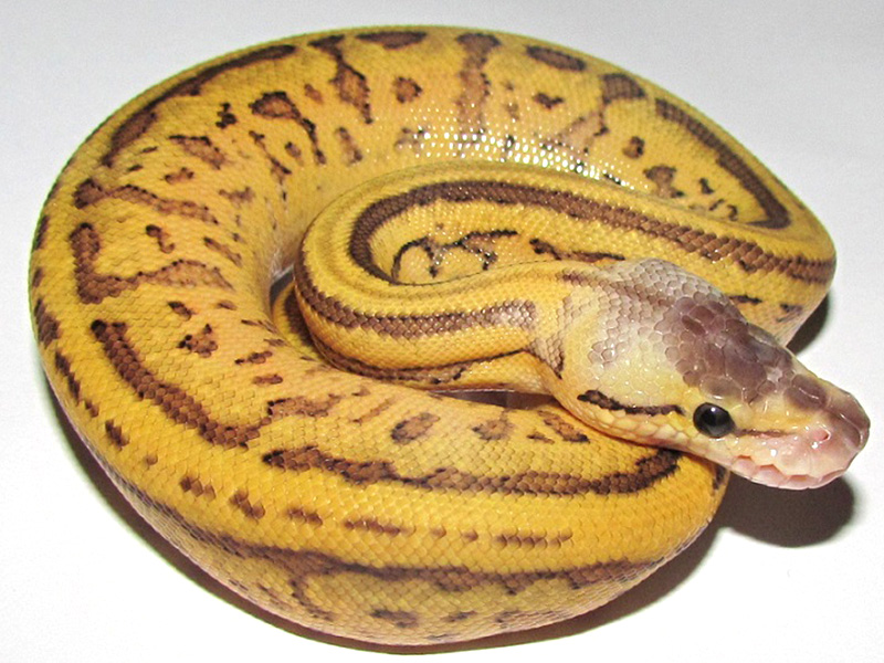 Leopard Pastel Pinstripe Yellow Belly