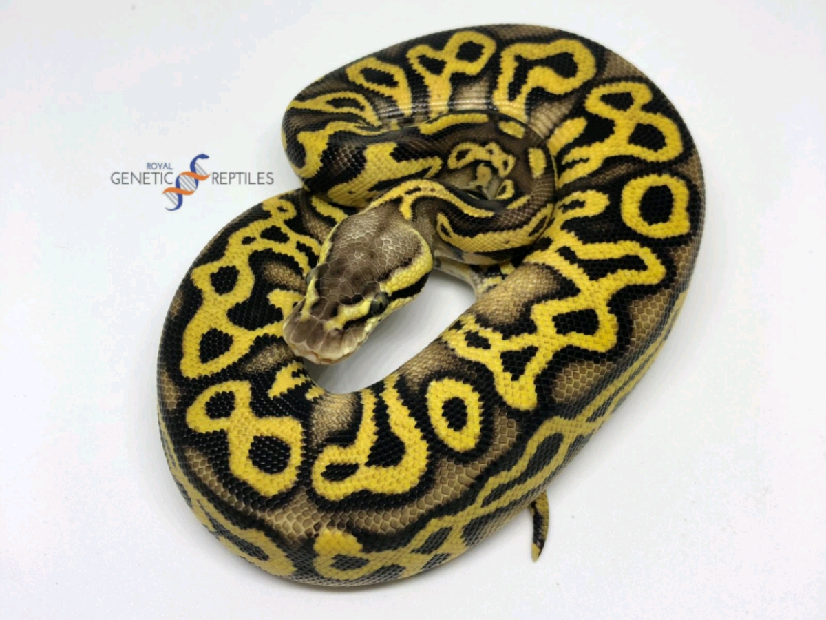 Leopard Pastel Specter