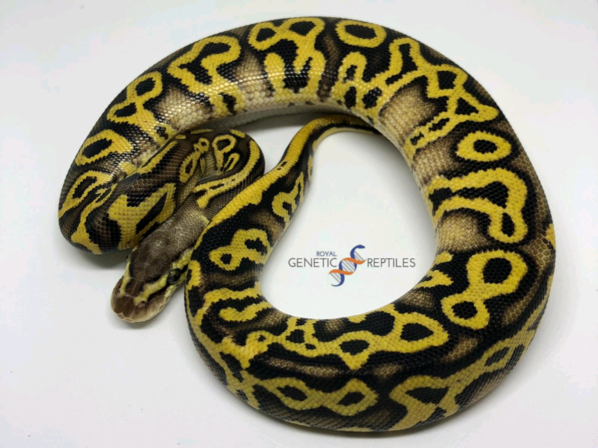 Leopard Pastel Specter