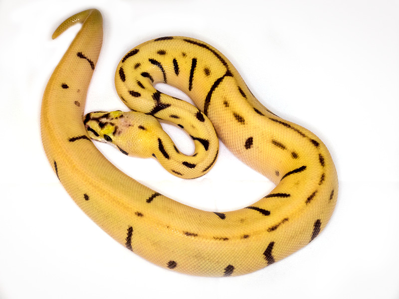 Leopard Pastel Spider Super Enchi