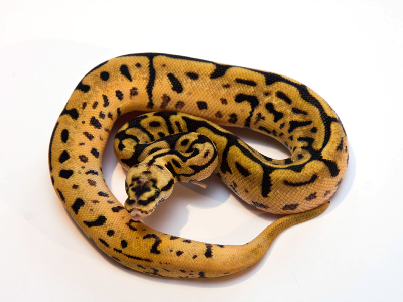 Leopard Pastel Spider