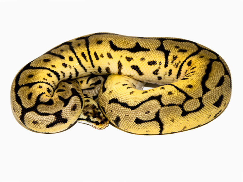 Leopard Pastel Spider