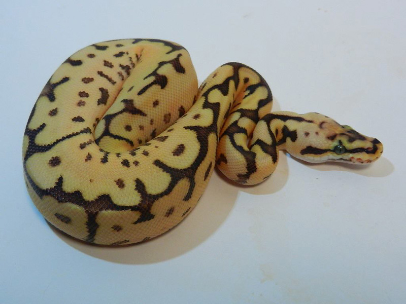 Leopard Pastel Spider