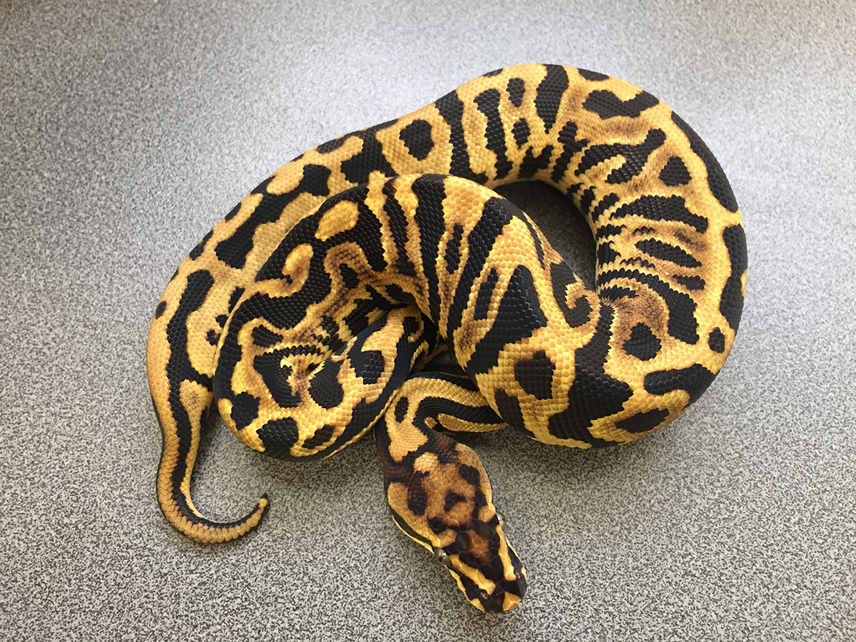 Leopard Pastel Spotnose Yellow Belly