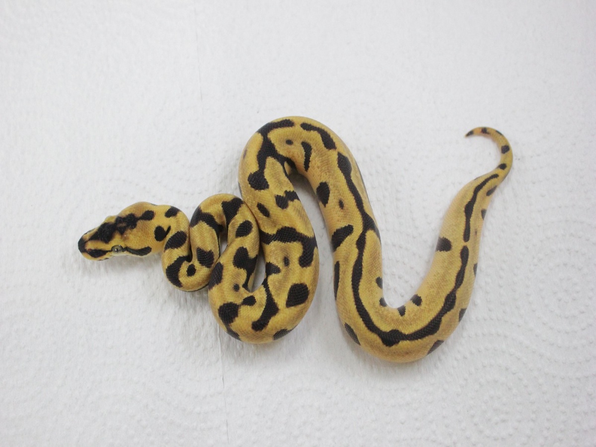 Leopard Pastel Super Enchi