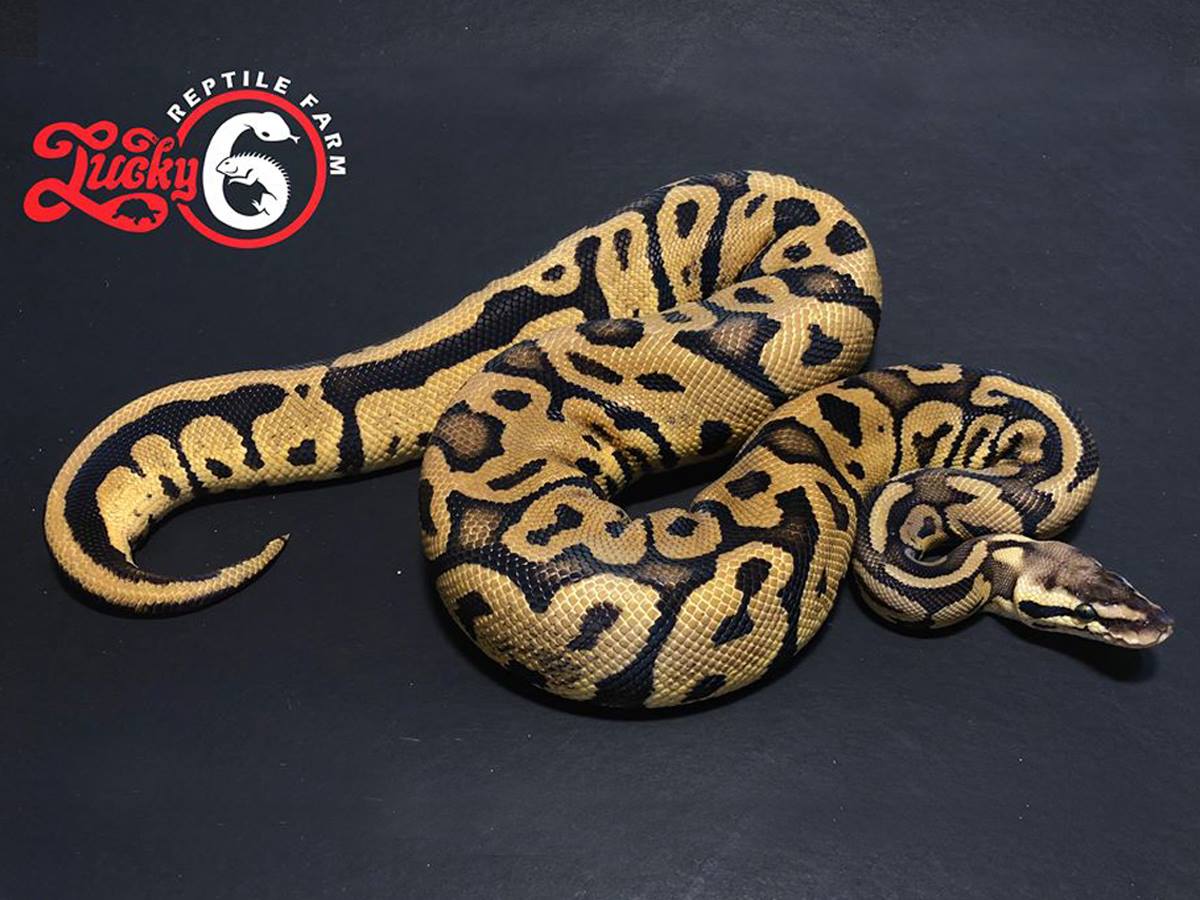 その他 VANILLA GAL LEOPARD ver Morph List - World of Ball Pythons