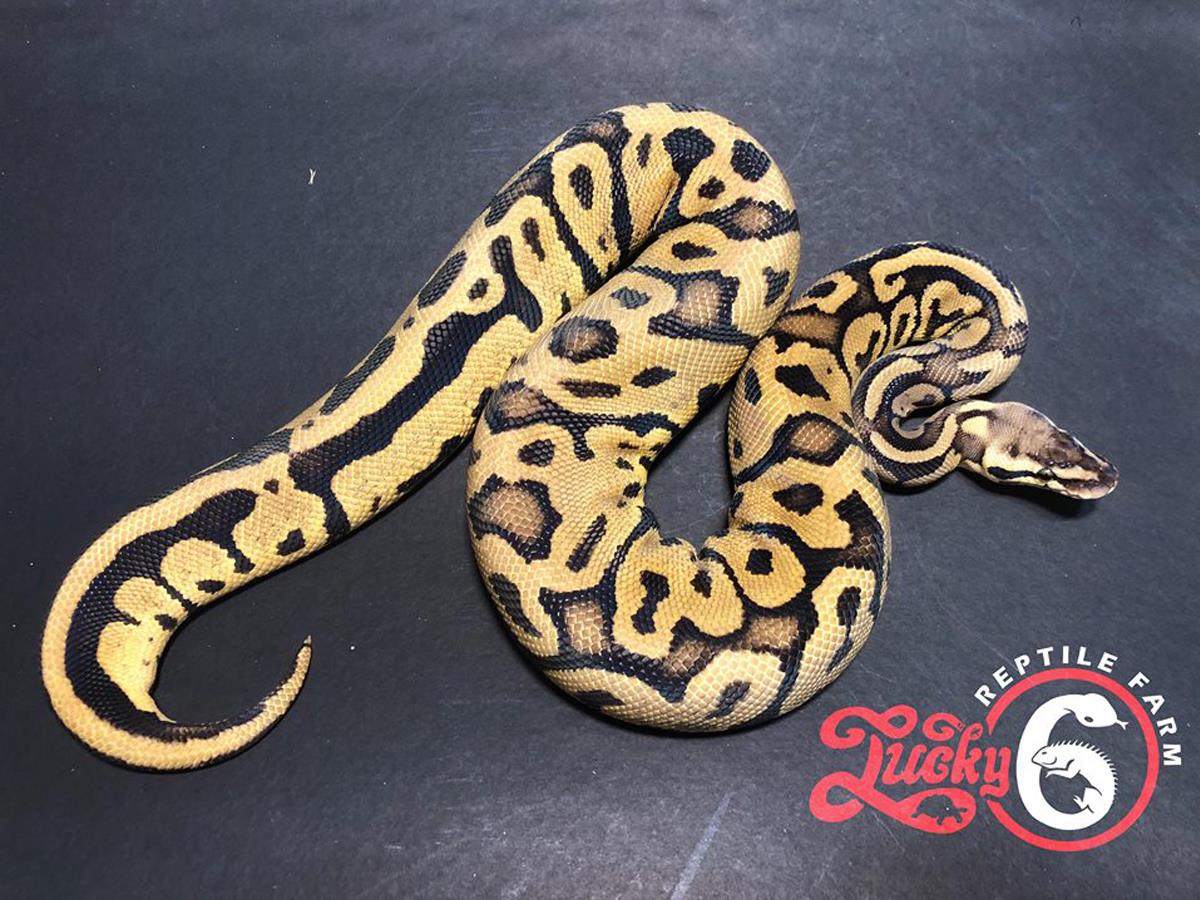 Morph List - World of Ball Pythons