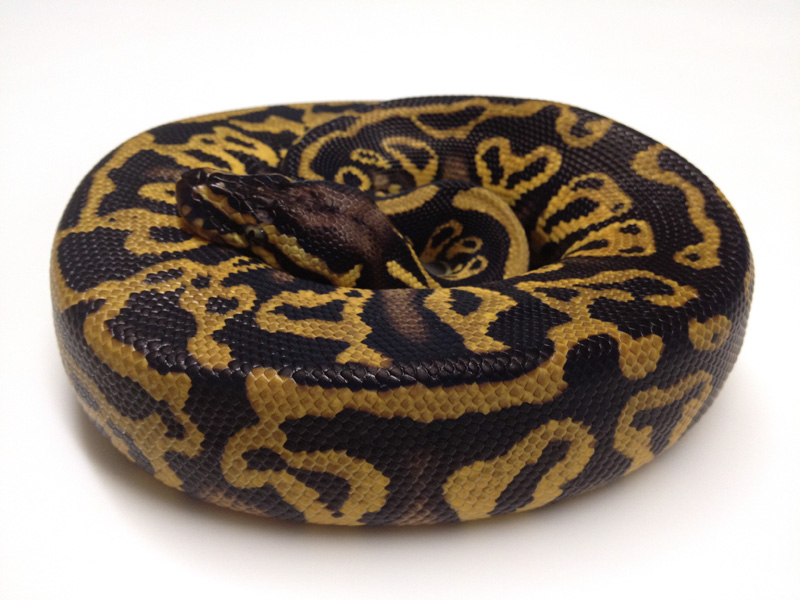 Leopard Pastel Yellow Belly