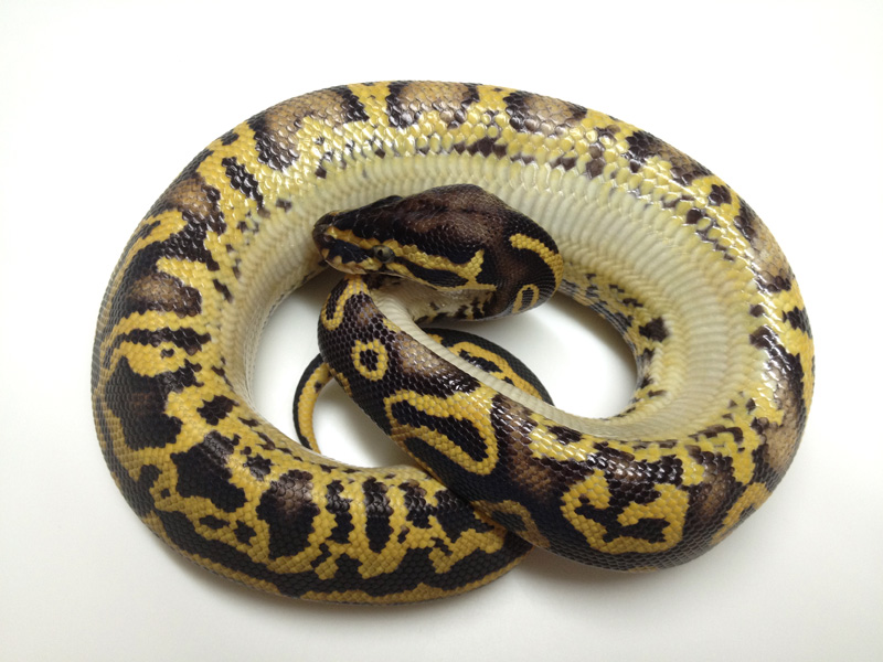 Leopard Pastel Yellow Belly