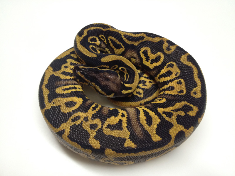 Leopard Pastel Yellow Belly