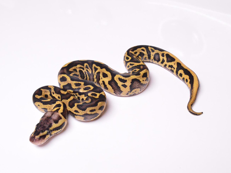 Leopard Pastel Yellow Belly