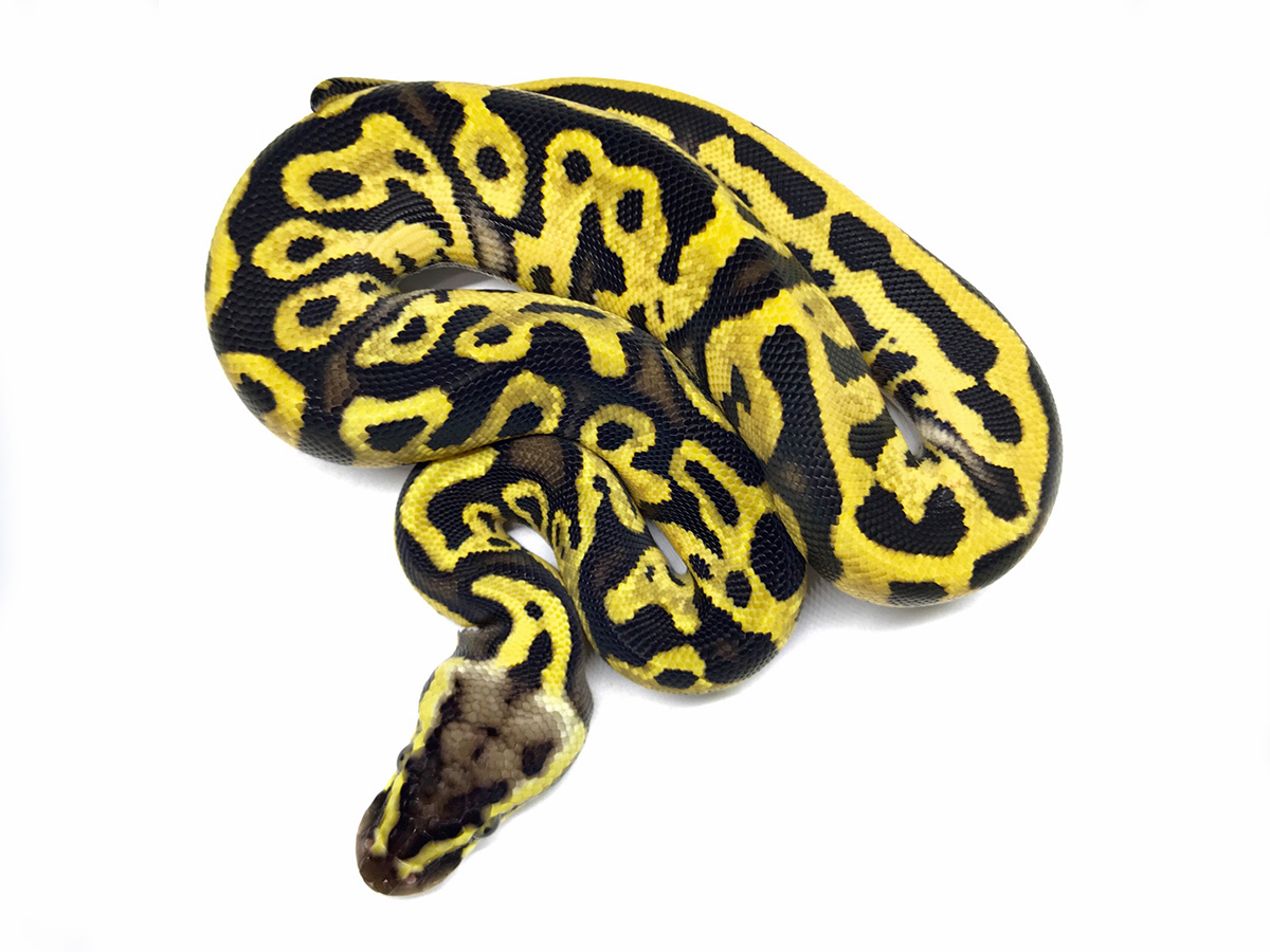 Leopard Pastel Yellow Belly
