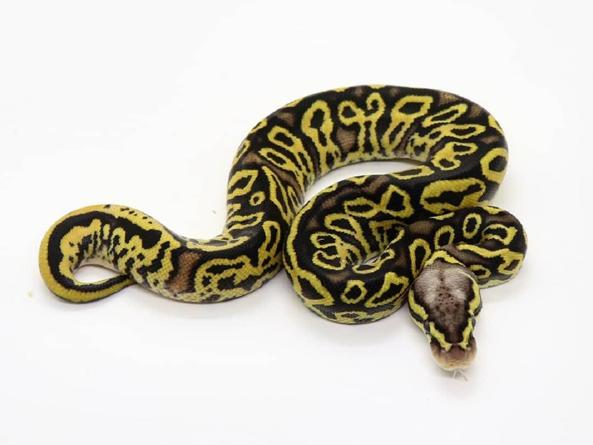 Leopard Pastel Yellow Belly