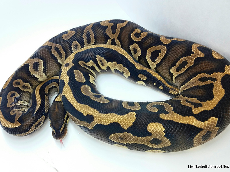 Leopard Phantom Yellow Belly