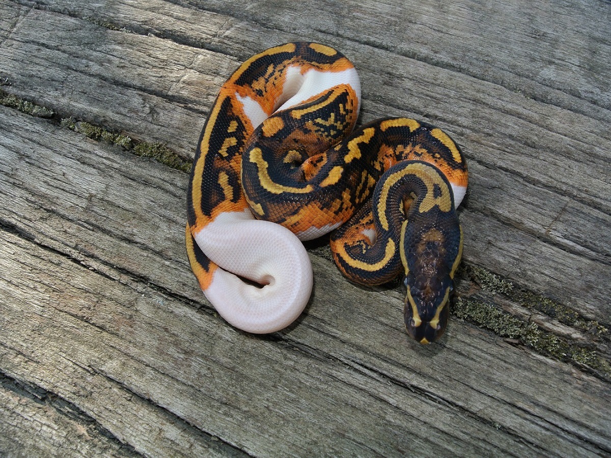 Leopard Piebald Yellow Belly. 