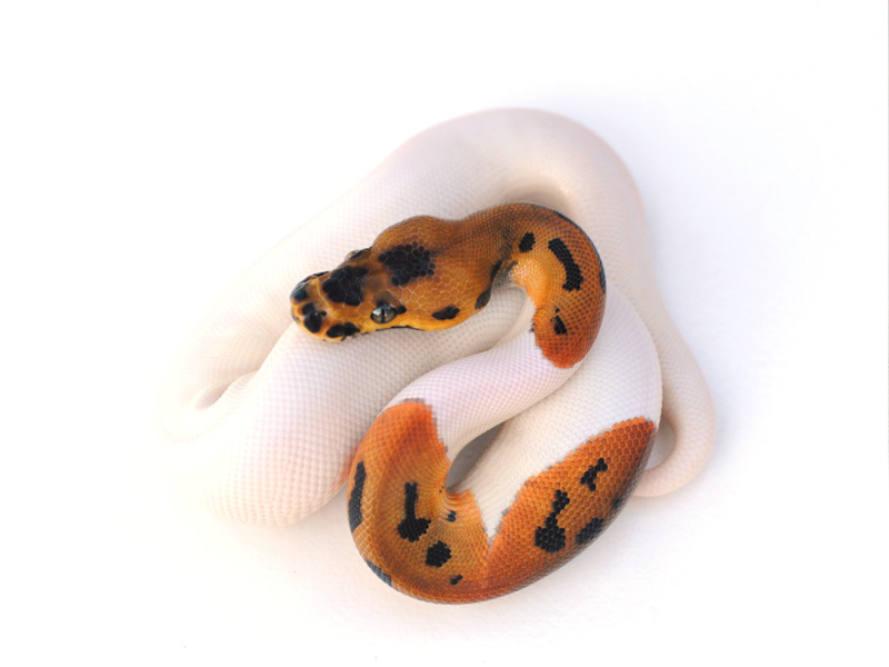 Leopard Pied Clown