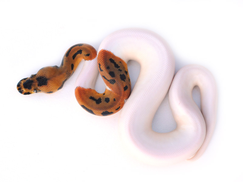 Leopard Pied Clown