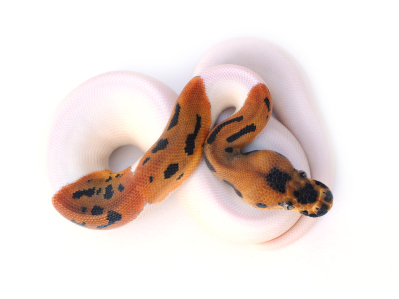 Leopard Pied Clown