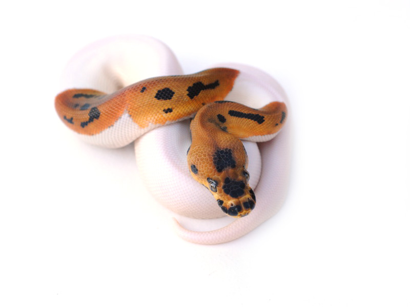 Leopard Pied Clown