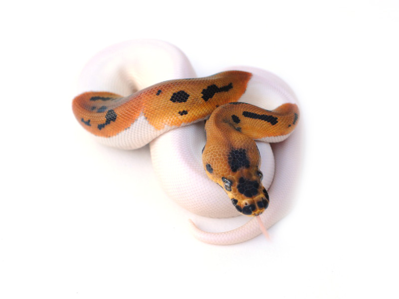 Leopard Pied Clown