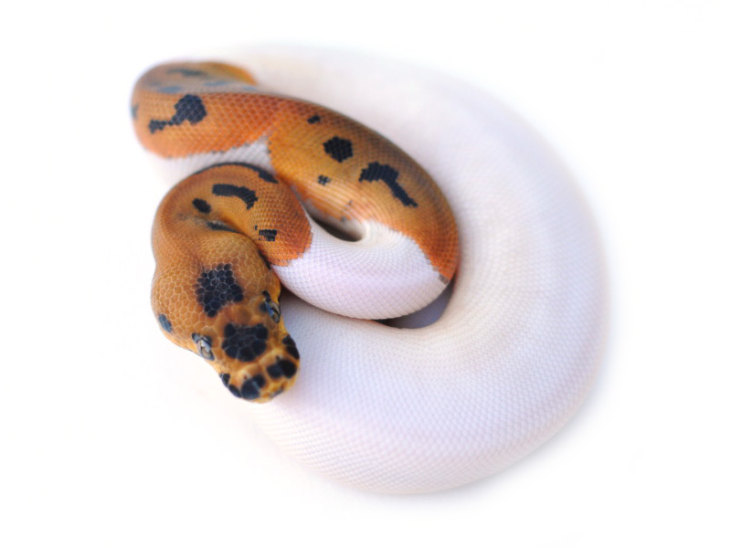 Leopard Pied Clown