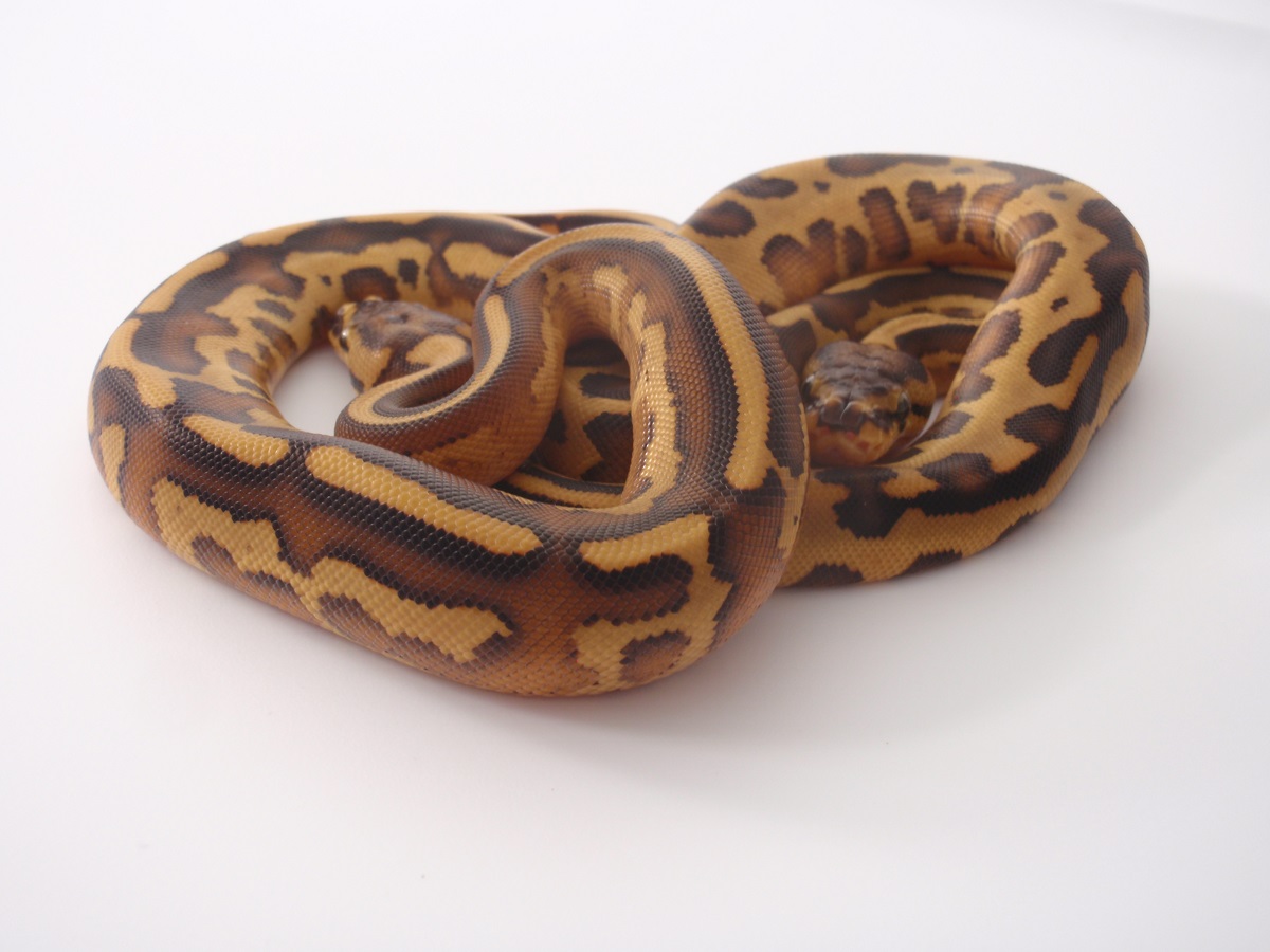 Leopard Specter Yellow Belly