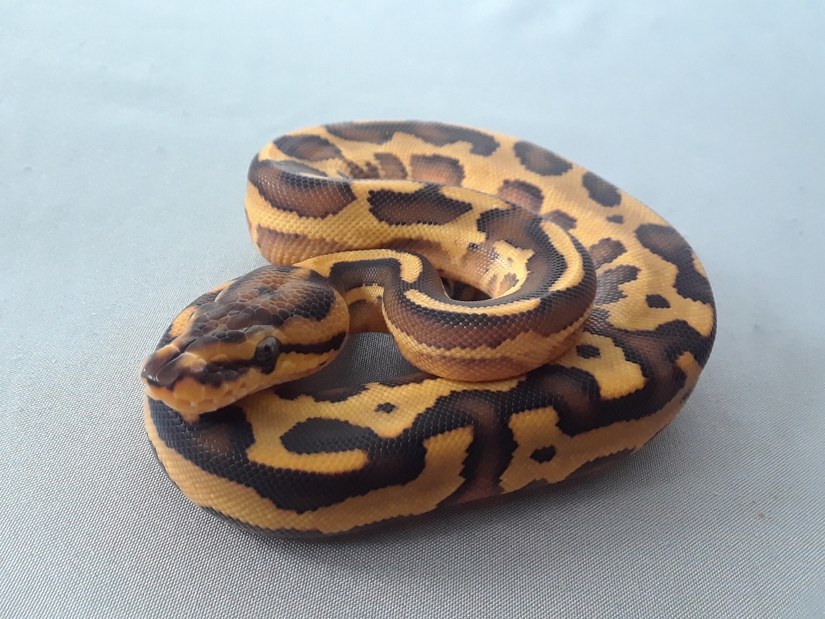 Leopard Specter Yellow Belly