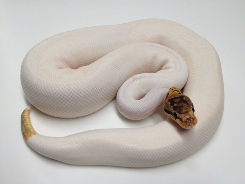 Leopard Spider Pied