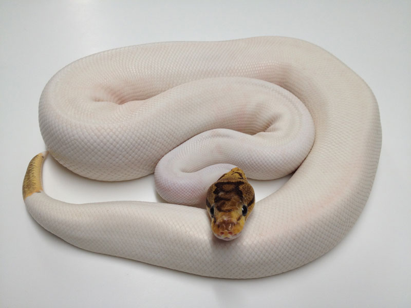 Leopard Spider Pied