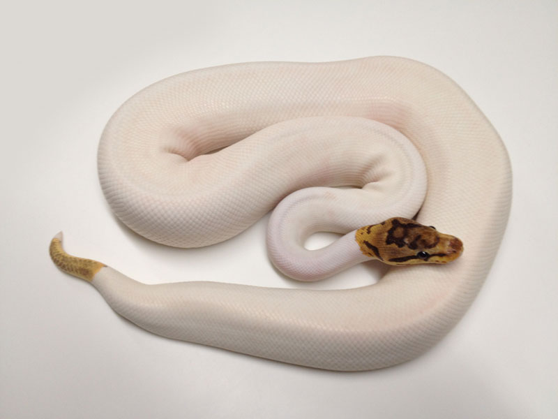 Leopard Spider Pied