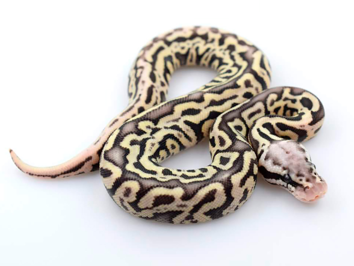 Leopard Spotnose Super Pastel