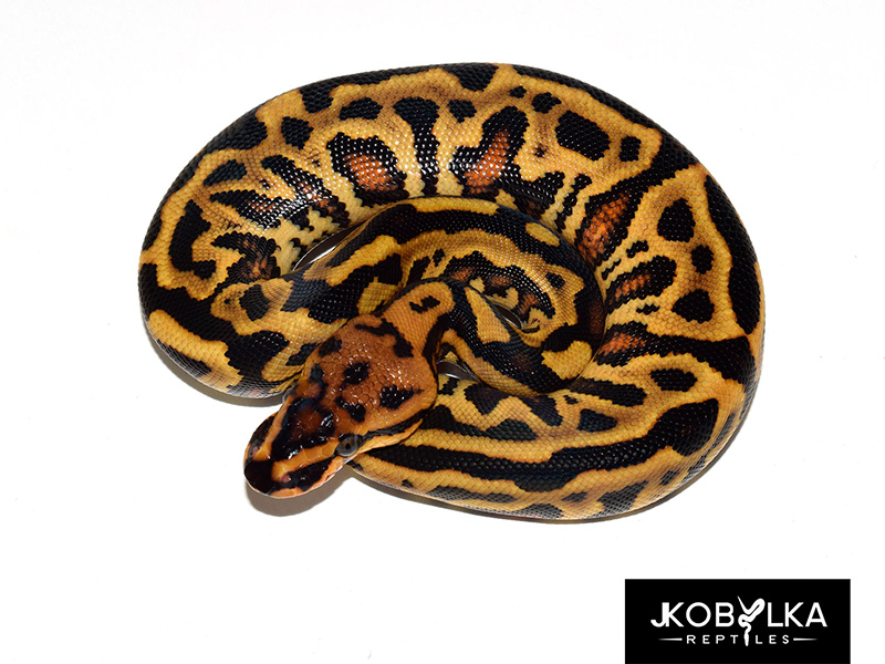Leopard Spotnose Yellow Belly