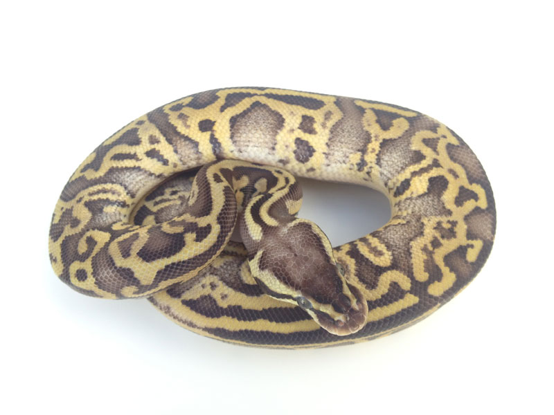 Leopard Super Pastel