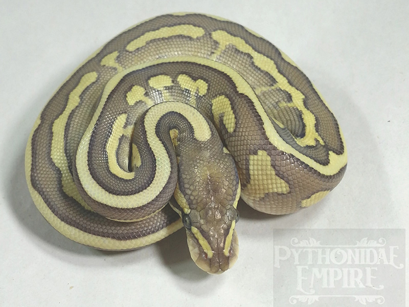 Leopard Vanilla Lesser