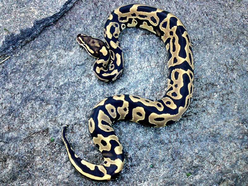 その他 VANILLA GAL LEOPARD ver Morph List - World of Ball Pythons