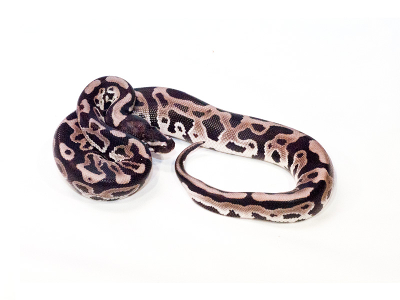 Leopard VPI Axanthic