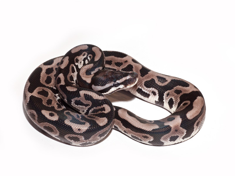 Leopard VPI Axanthic