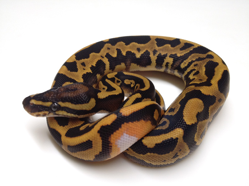 Leopard Yellow Belly