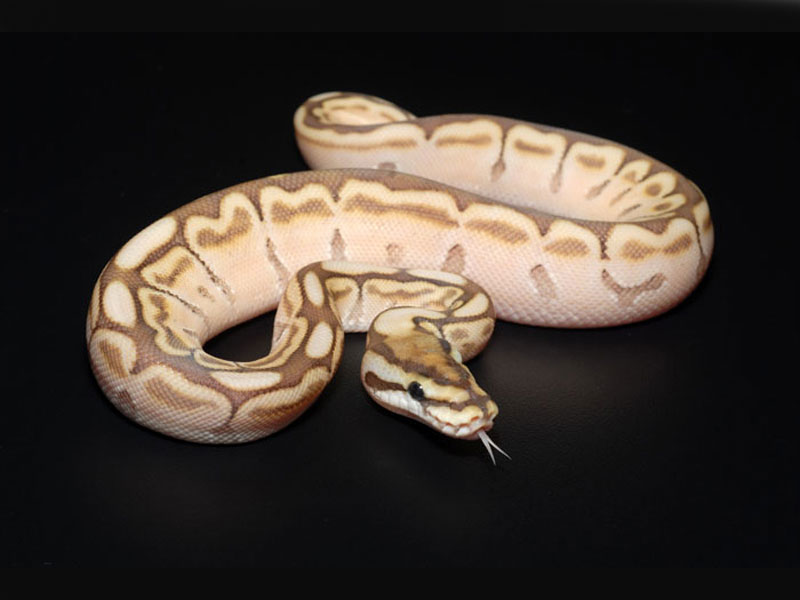 Image is about Lesser Bee Ball Python.