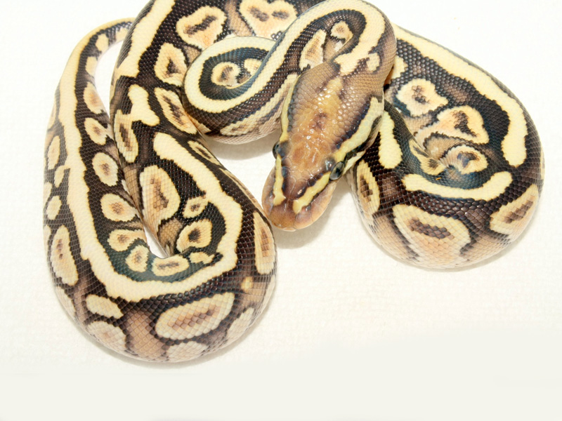 Lesser Calico Yellow Belly