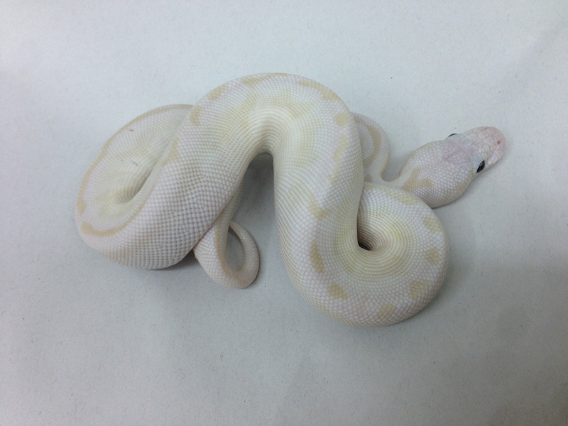 Lesser Crystal Pastel Het Red Axanthic