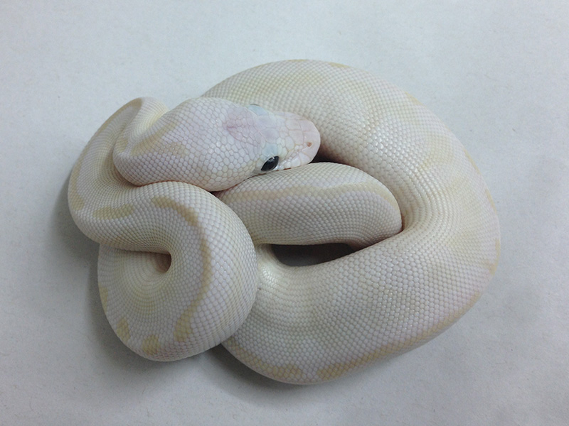 Lesser Crystal Pastel Het Red Axanthic