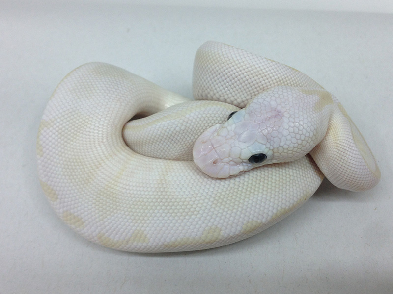 Lesser Crystal Pastel Het Red Axanthic